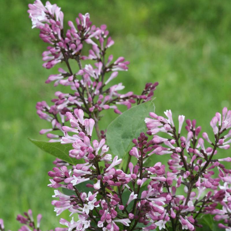 Syringa Patula Baby Kim - View 17 from www redcrocus com