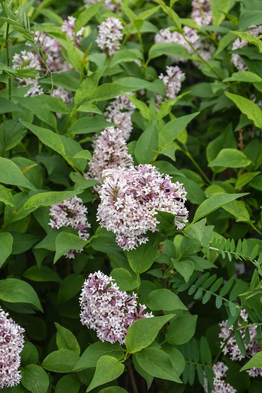 Syringa Patula Baby Kim - View 19 from www redcrocus com