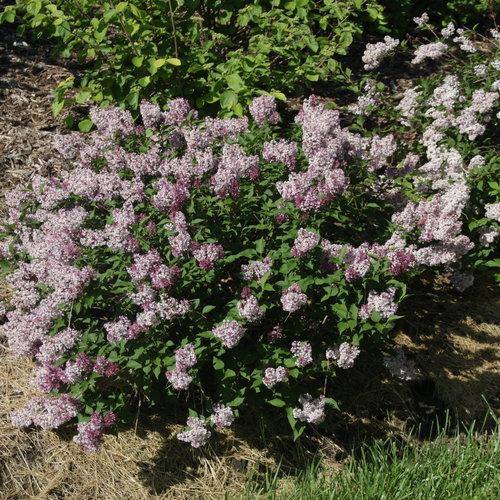 Syringa Patula Baby Kim - View 2 from www redcrocus com