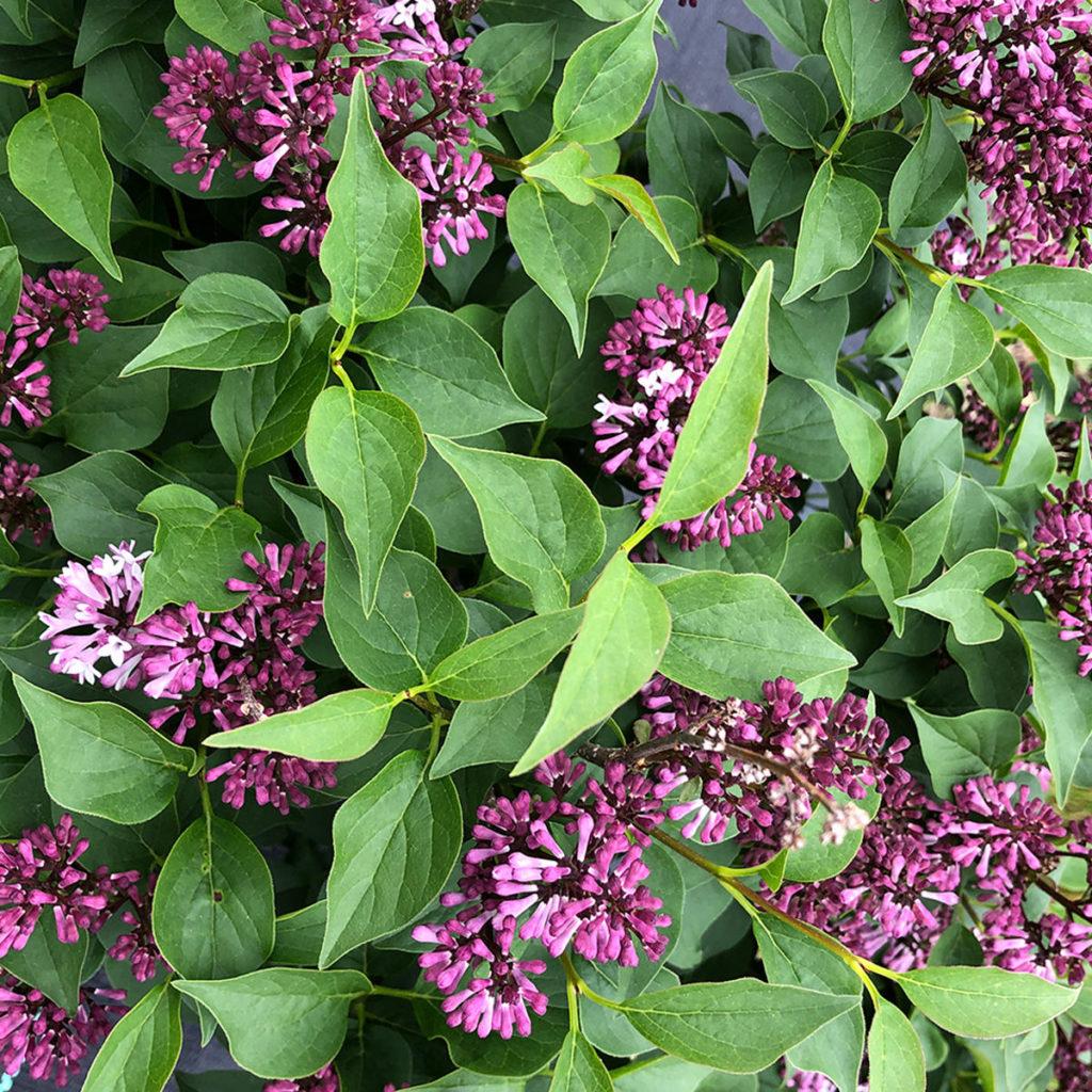 Syringa Patula Baby Kim - View 5 from www redcrocus com
