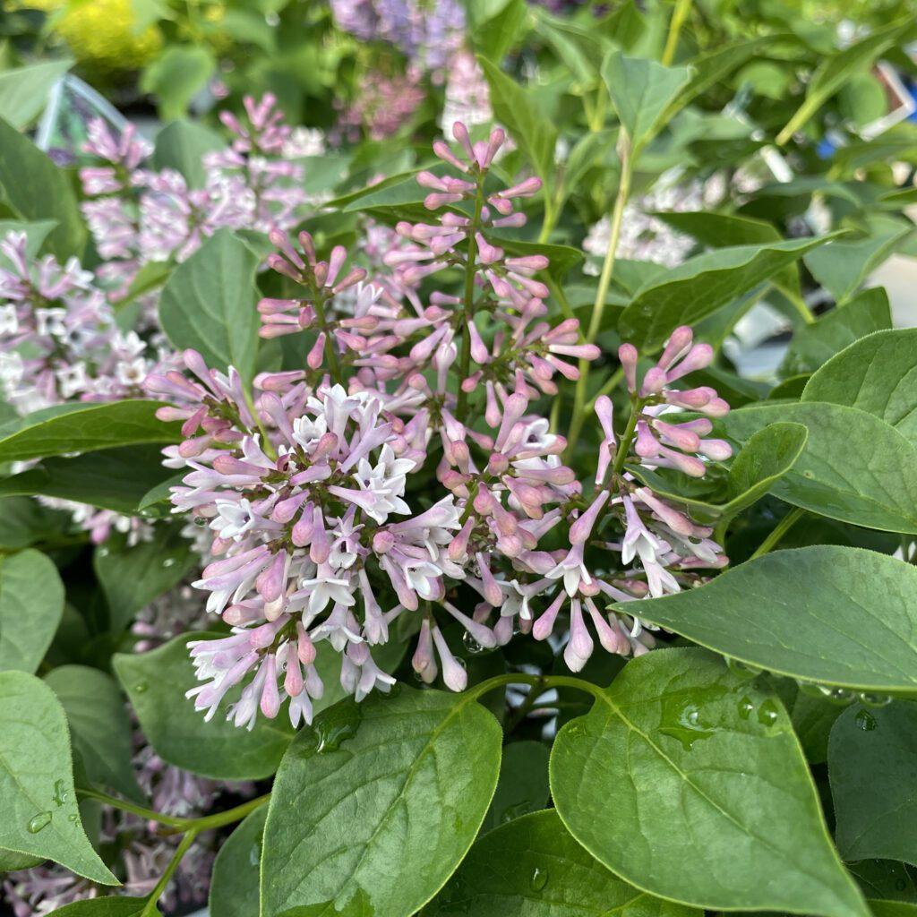 Syringa Patula Baby Kim - View 8 from www redcrocus com