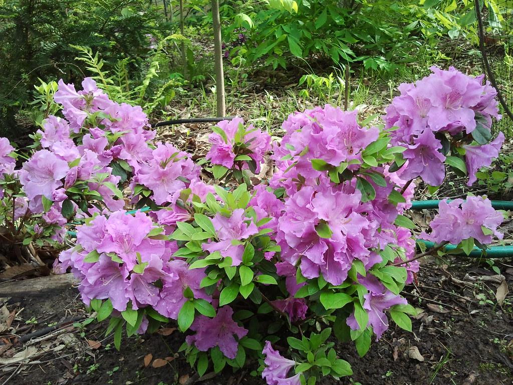 Azalea Autumn Lilac Encore - View 11 from www redcrocus com