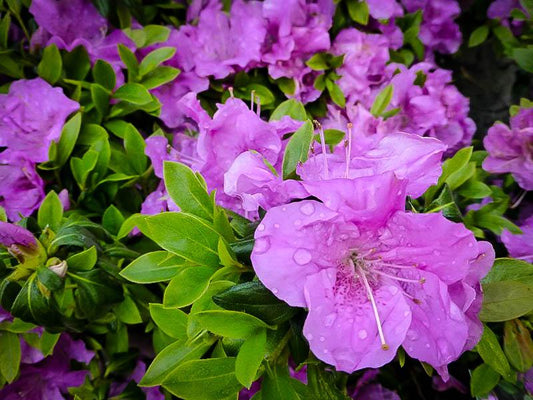 Azalea Autumn Lilac Encore - View 1 from www redcrocus com