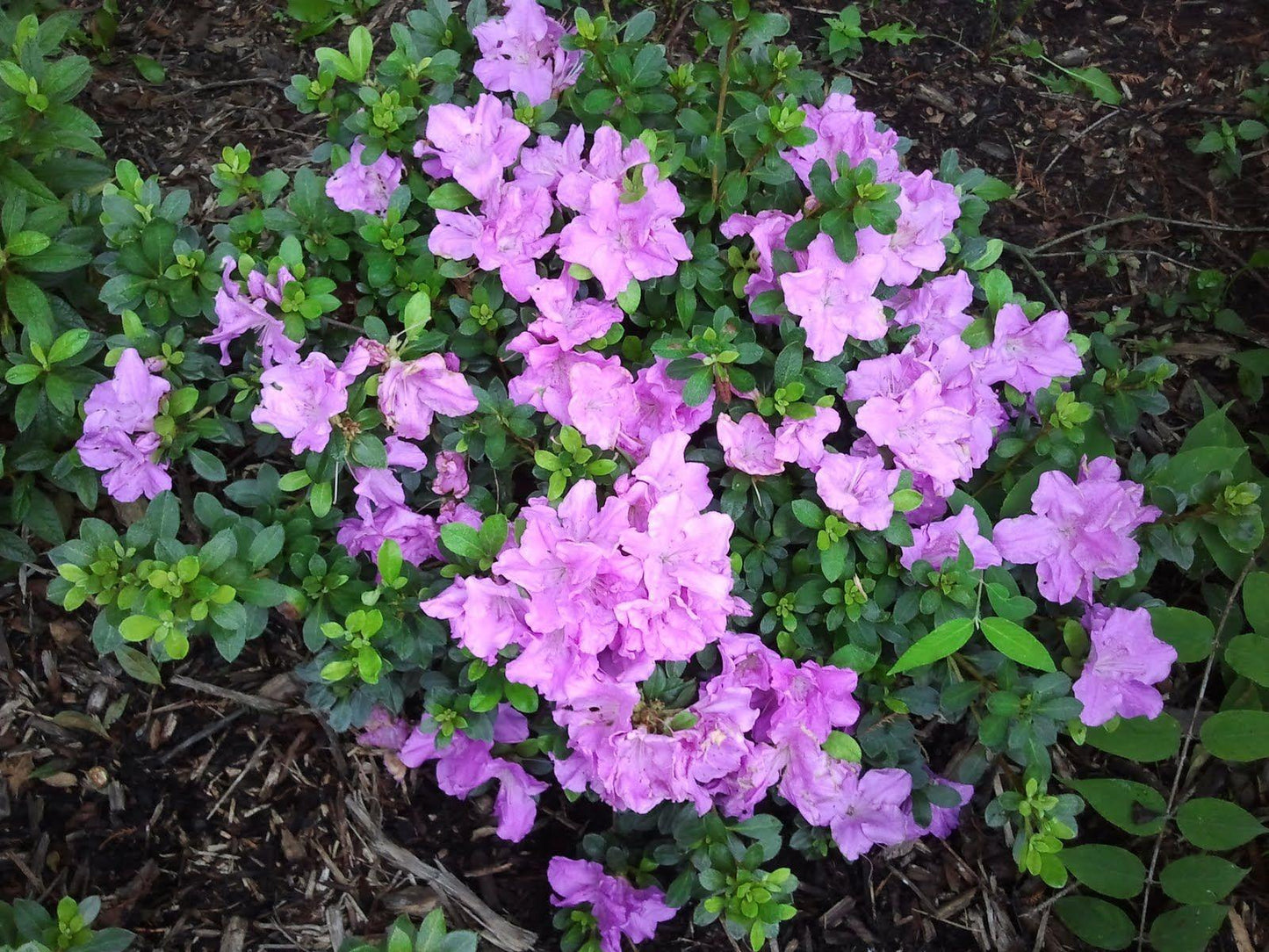 Azalea Autumn Lilac Encore - View 2 from www redcrocus com