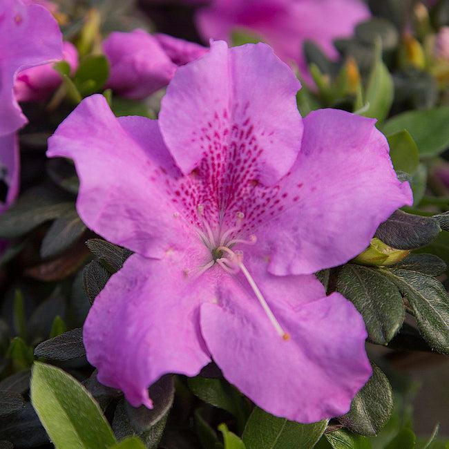 Azalea Autumn Lilac Encore - View 5 from www redcrocus com