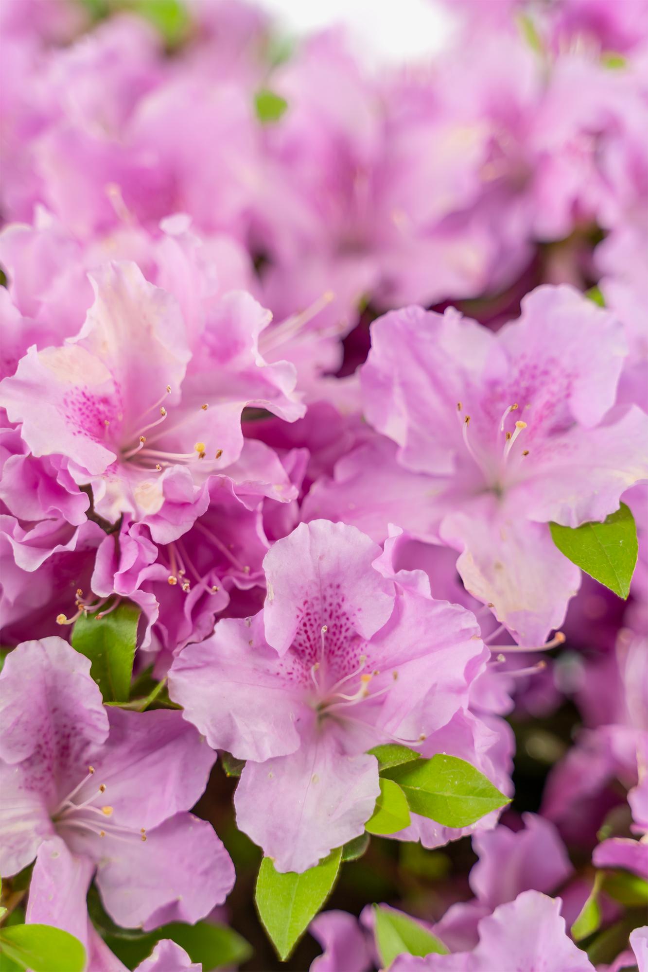 Azalea Autumn Lilac Encore - View 6 from www redcrocus com