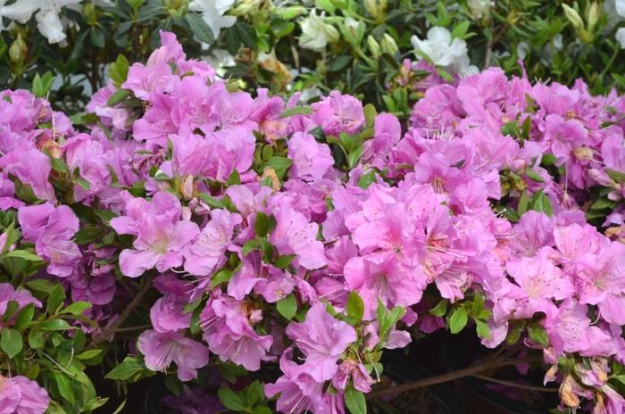 Azalea Autumn Lilac Encore - View 8 from www redcrocus com