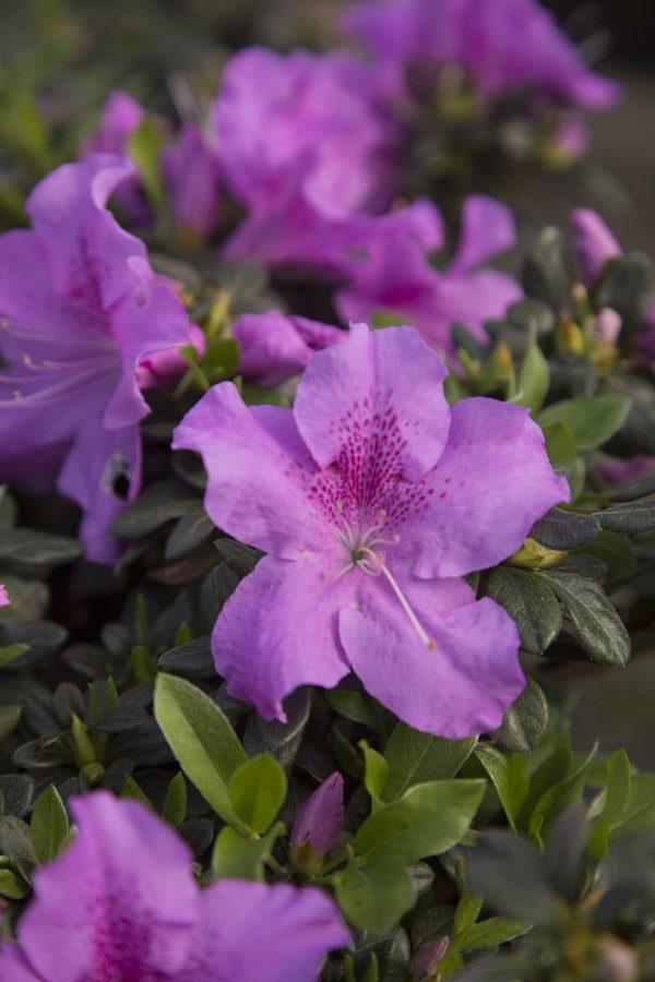 Azalea Autumn Lilac Encore - View 9 from www redcrocus com