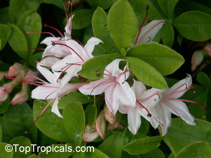 Azalea Arborescens - View 11 from www redcrocus com