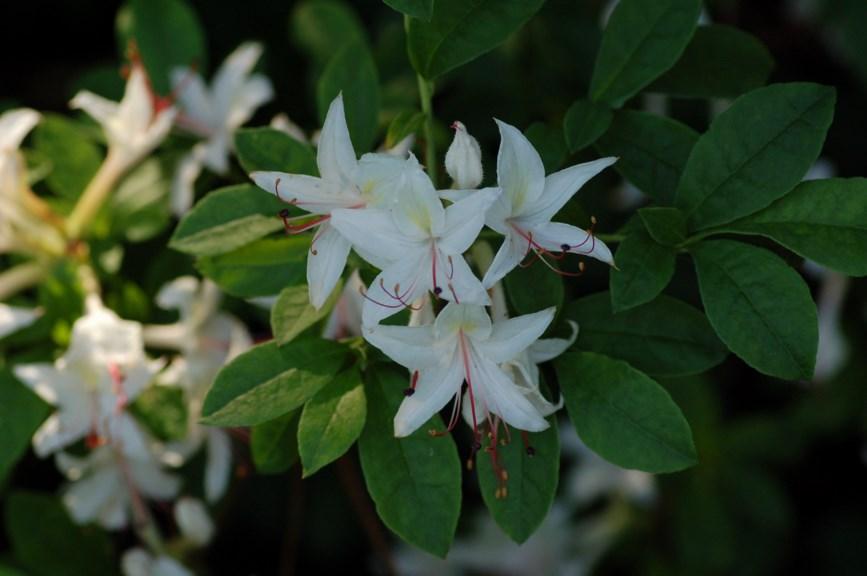 Azalea Arborescens - View 18 from www redcrocus com