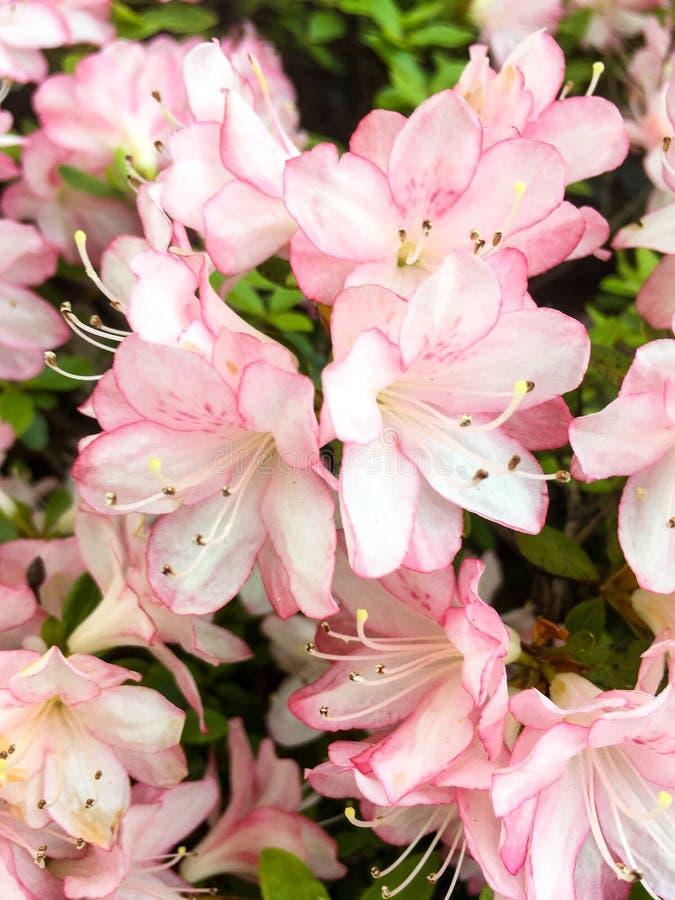 Azalea Arborescens - View 6 from www redcrocus com
