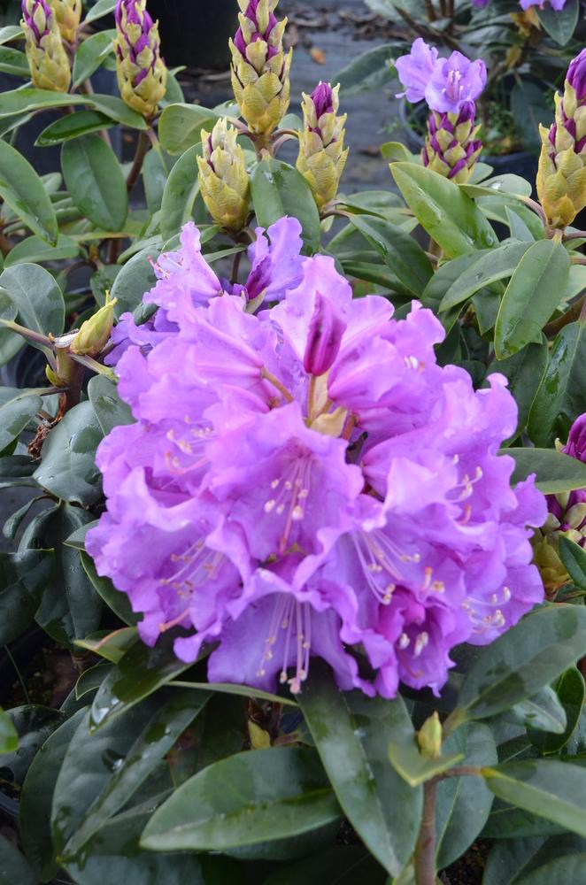 Rhododendron Biloxi Blues - View 11 from www redcrocus com