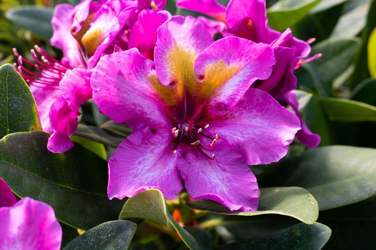 Rhododendron Biloxi Blues - View 12 from www redcrocus com