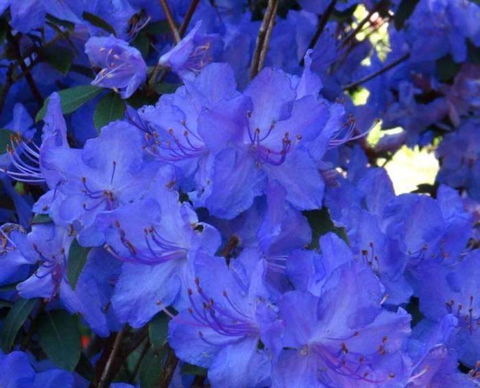 Rhododendron Biloxi Blues - View 13 from www redcrocus com