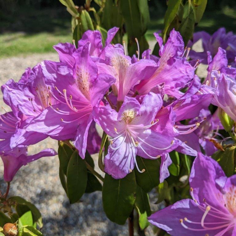 Rhododendron Biloxi Blues - View 14 from www redcrocus com