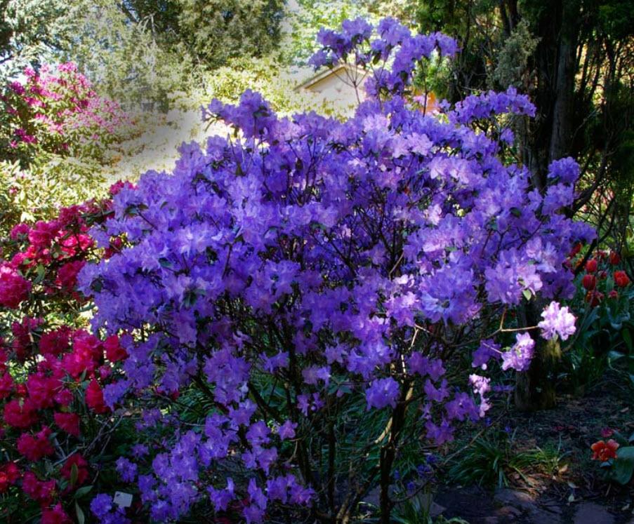 Rhododendron Biloxi Blues - View 15 from www redcrocus com