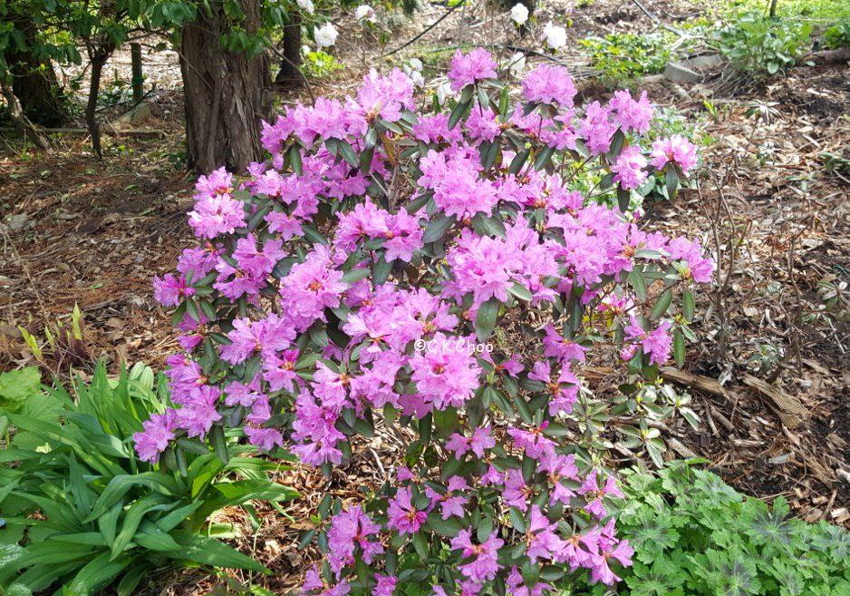 Rhododendron Biloxi Blues - View 18 from www redcrocus com