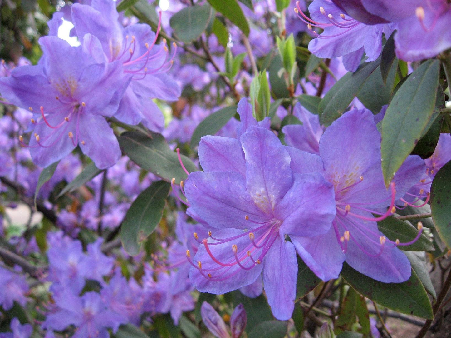 Rhododendron Biloxi Blues - View 19 from www redcrocus com