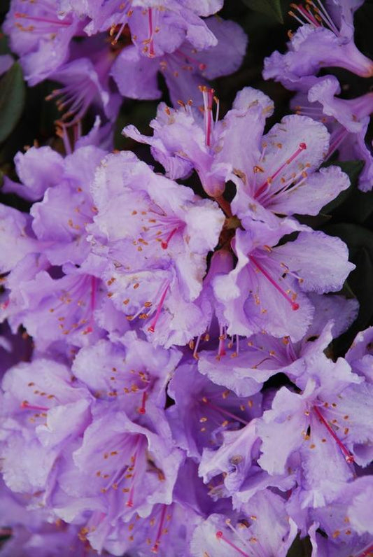 Rhododendron Biloxi Blues - View 1 from www redcrocus com