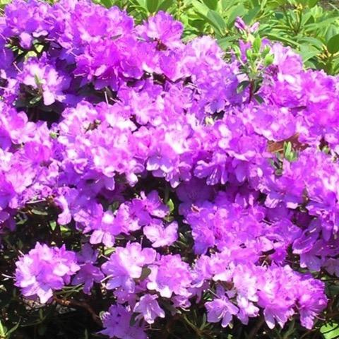 Rhododendron Biloxi Blues - View 3 from www redcrocus com