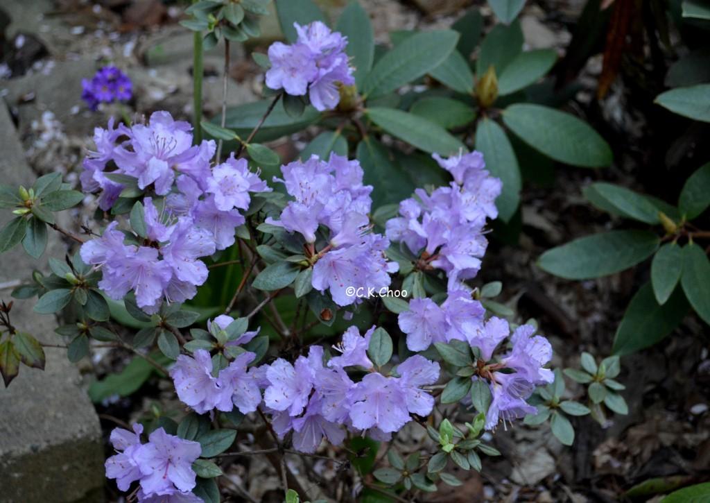 Rhododendron Biloxi Blues - View 4 from www redcrocus com
