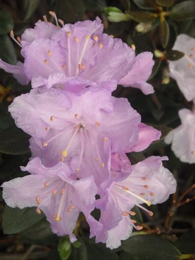 Rhododendron Biloxi Blues - View 5 from www redcrocus com