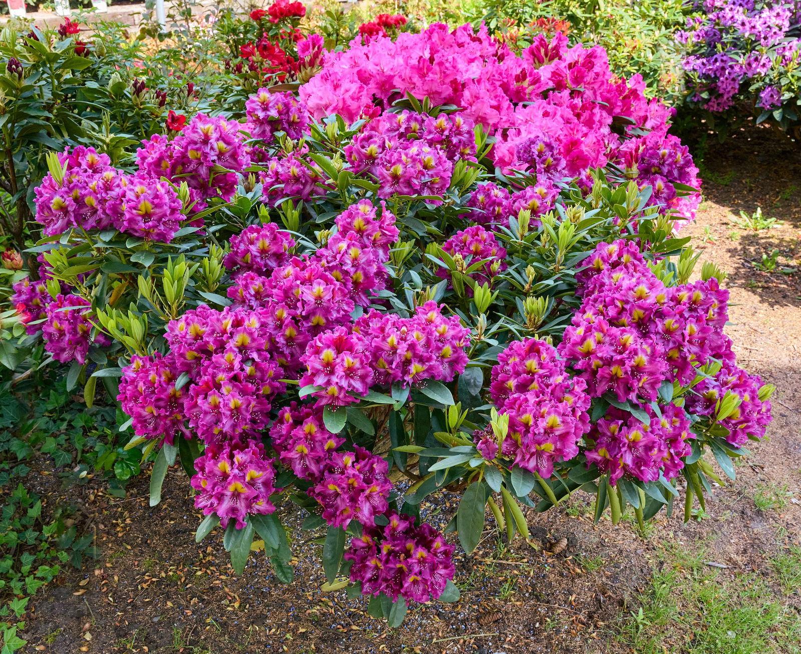 Rhododendron Biloxi Blues - View 6 from www redcrocus com