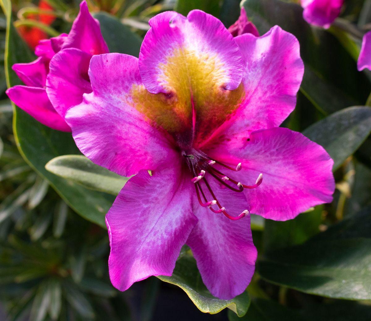 Rhododendron Biloxi Blues - View 9 from www redcrocus com