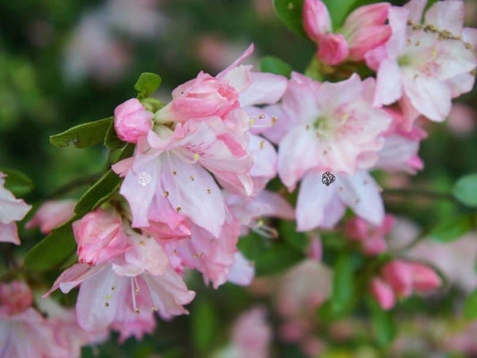 Rhododendron Plane View Appleblossom - View 1 from www redcrocus com