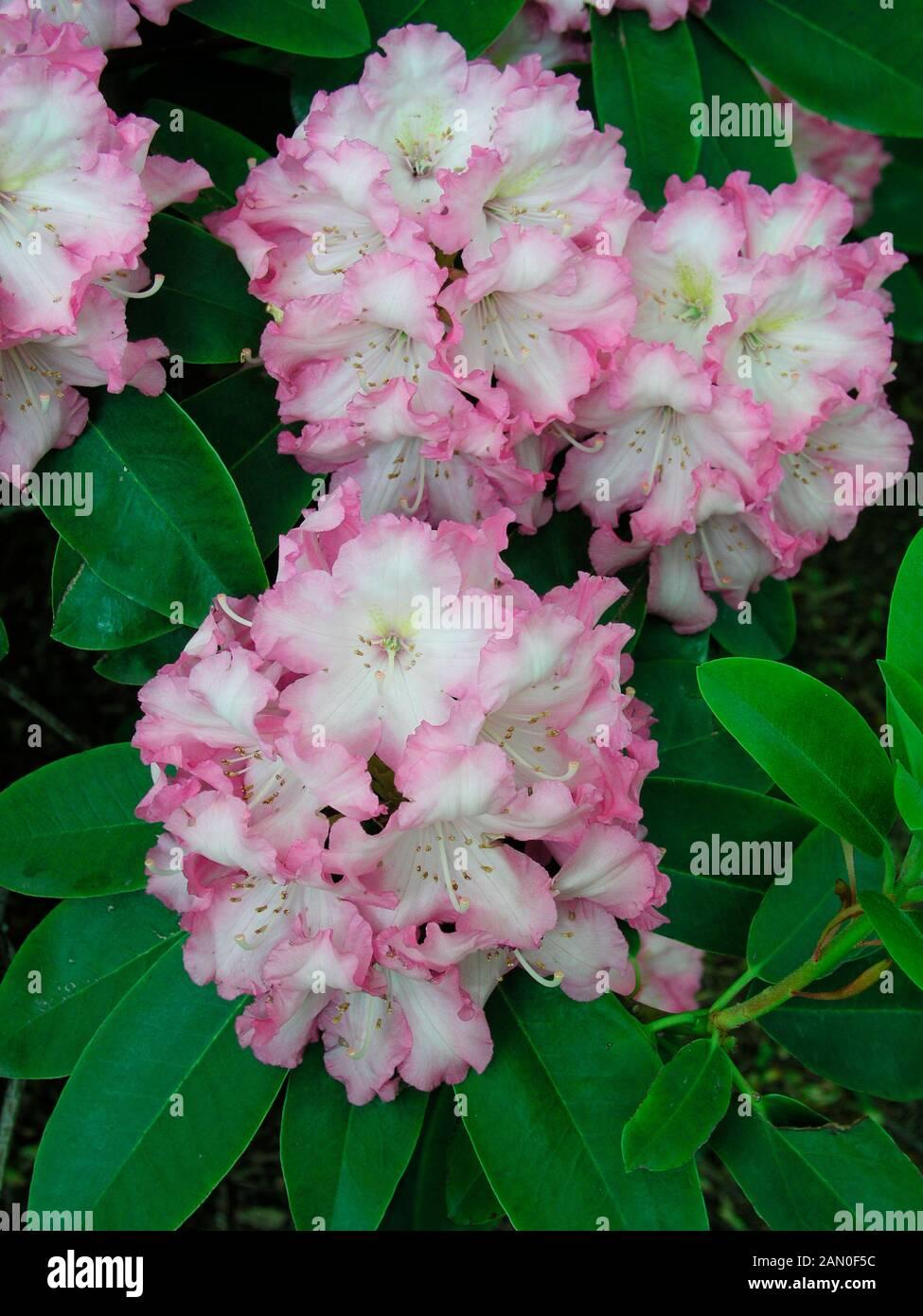 Rhododendron Plane View Appleblossom - View 4 from www redcrocus com