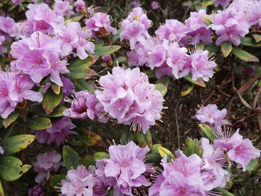 Rhododendron Faisa - View 1 from www redcrocus com