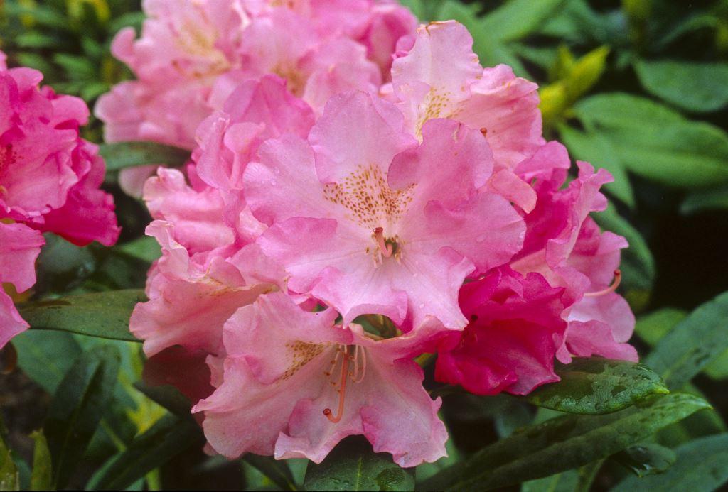 Rhododendron Yakushimanum Yaku Prince - View 13 from www redcrocus com