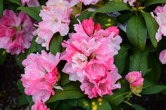 Rhododendron Yakushimanum Yaku Prince - View 1 from www redcrocus com