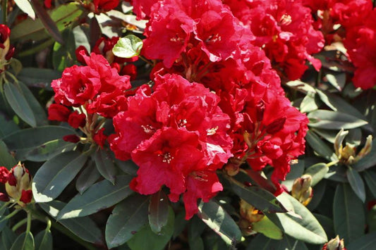 Rhododendron 'rabatz' - View 10 from www redcrocus com