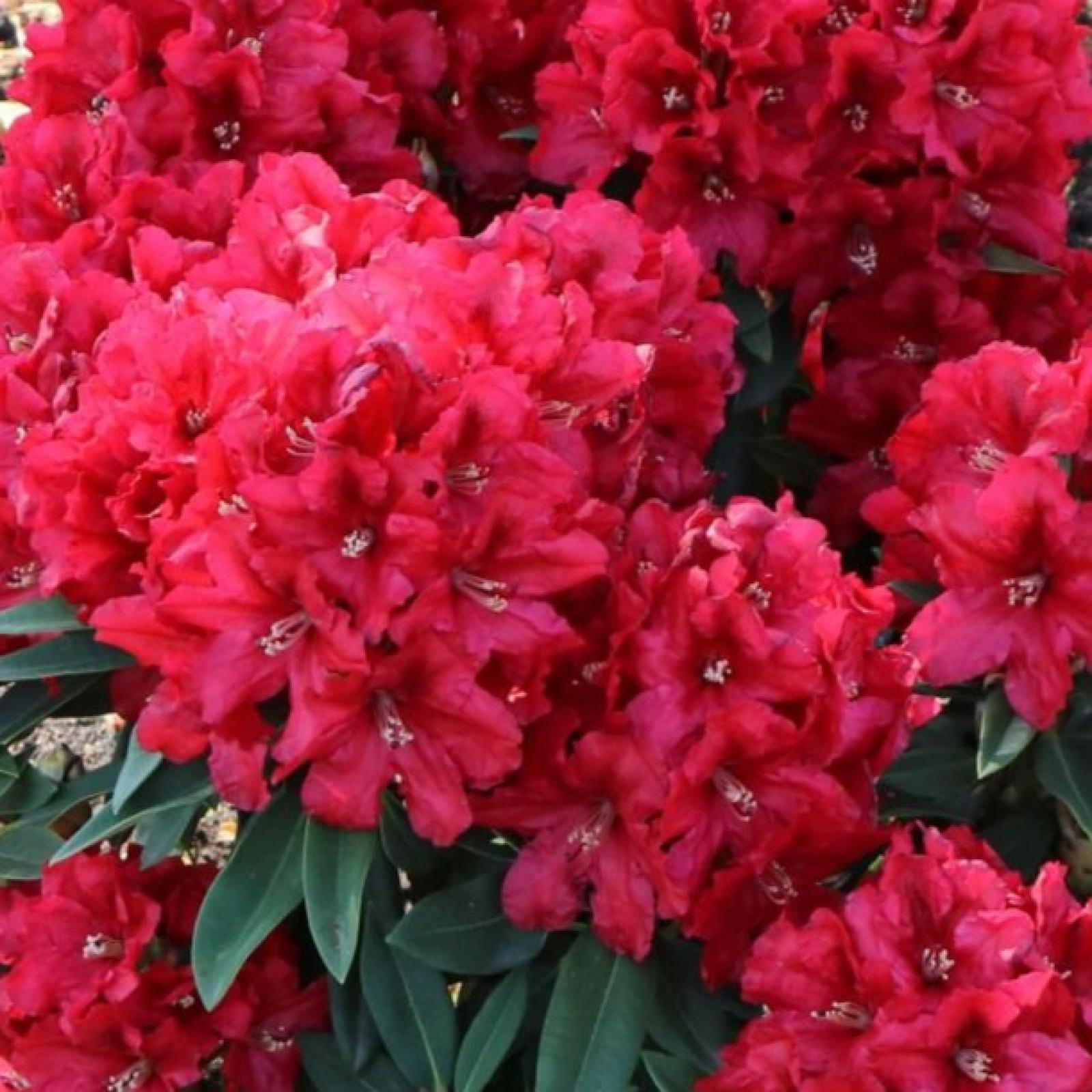 Rhododendron 'rabatz' - View 12 from www redcrocus com