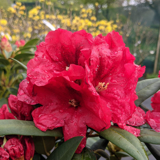 Rhododendron 'rabatz' - View 1 from www redcrocus com