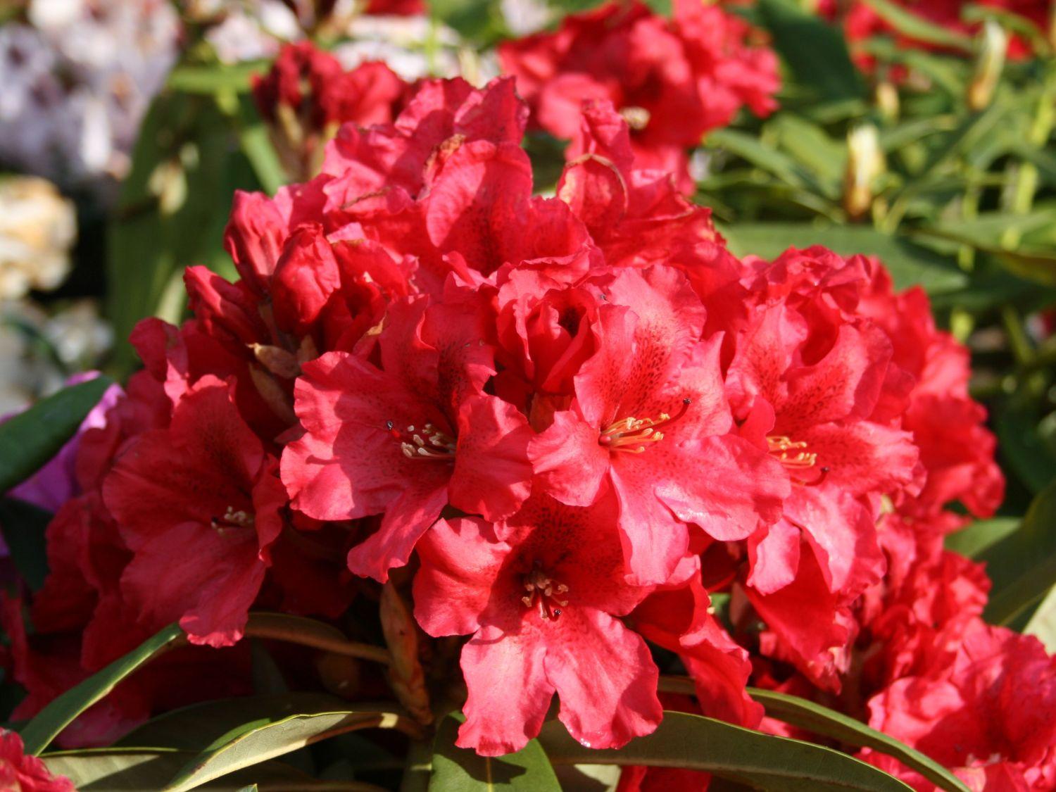 Rhododendron 'rabatz' - View 4 from www redcrocus com
