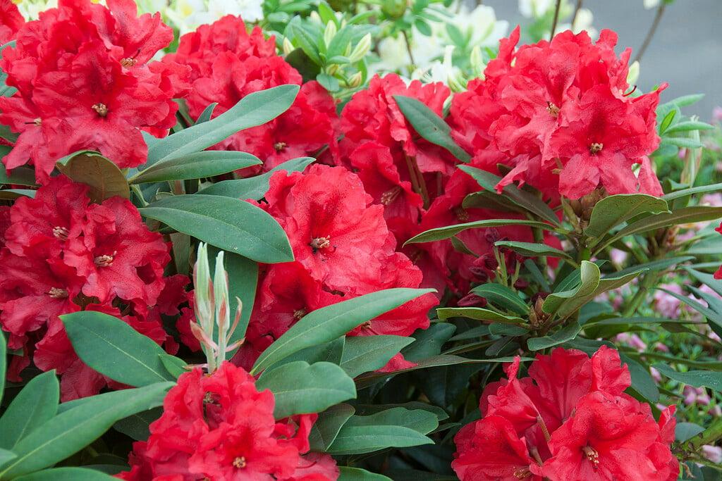 Rhododendron 'rabatz' - View 6 from www redcrocus com