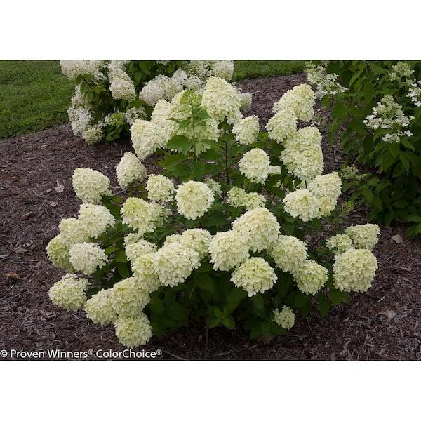 Hydrangea Paniculata 'little Lime' - View 10 from www redcrocus com
