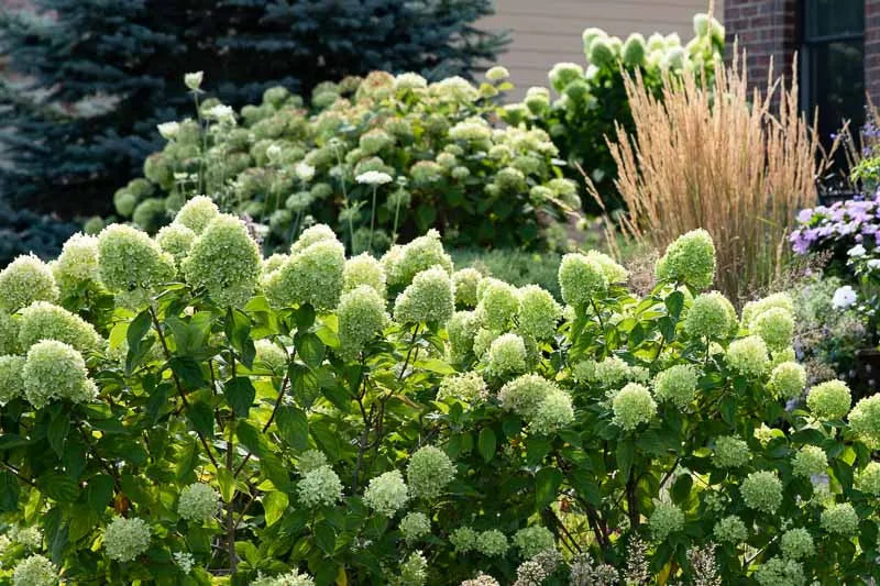 Hydrangea Paniculata 'little Lime' - View 11 from www redcrocus com