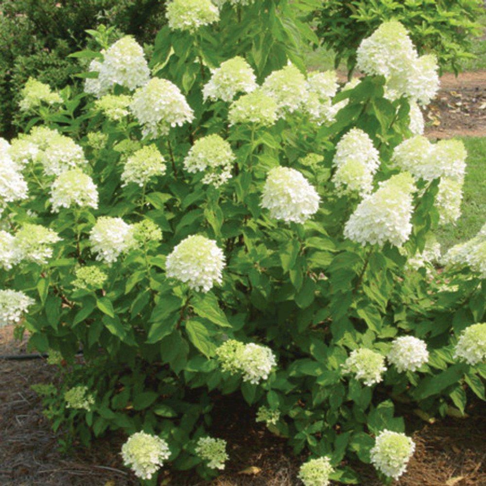 Hydrangea Paniculata 'little Lime' - View 16 from www redcrocus com