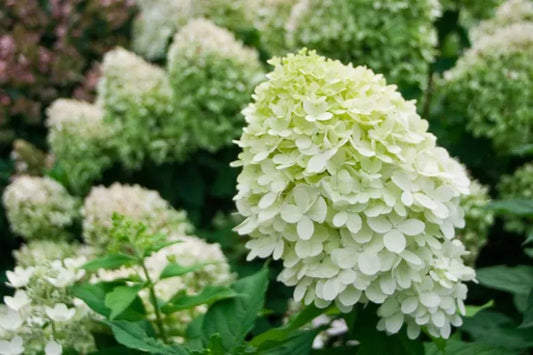 Hydrangea Paniculata 'little Lime' - View 1 from www redcrocus com