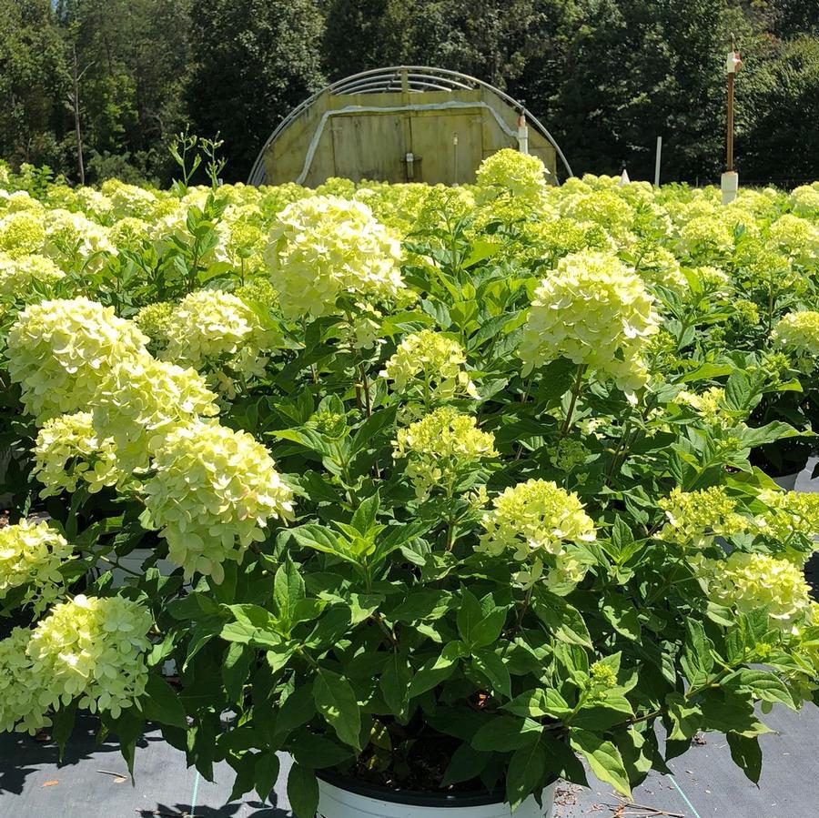 Hydrangea Paniculata 'little Lime' - View 20 from www redcrocus com