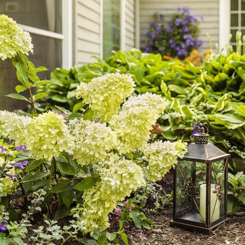 Hydrangea Paniculata 'little Lime' - View 21 from www redcrocus com