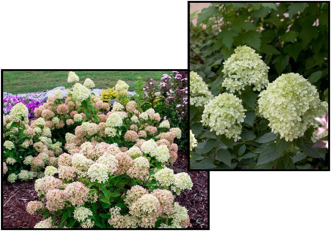 Hydrangea Paniculata 'little Lime' - View 26 from www redcrocus com