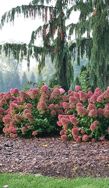 Hydrangea Paniculata 'little Lime' - View 29 from www redcrocus com
