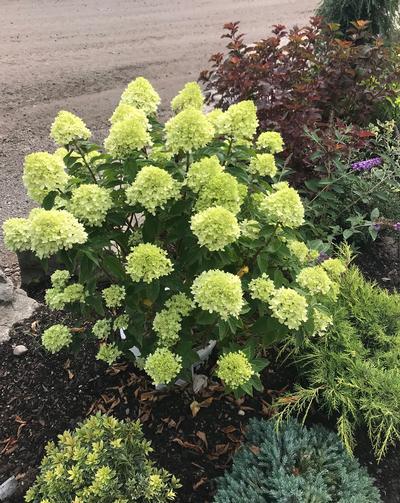 Hydrangea Paniculata 'little Lime' - View 30 from www redcrocus com