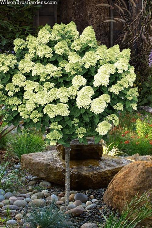 Hydrangea Paniculata 'little Lime' - View 36 from www redcrocus com