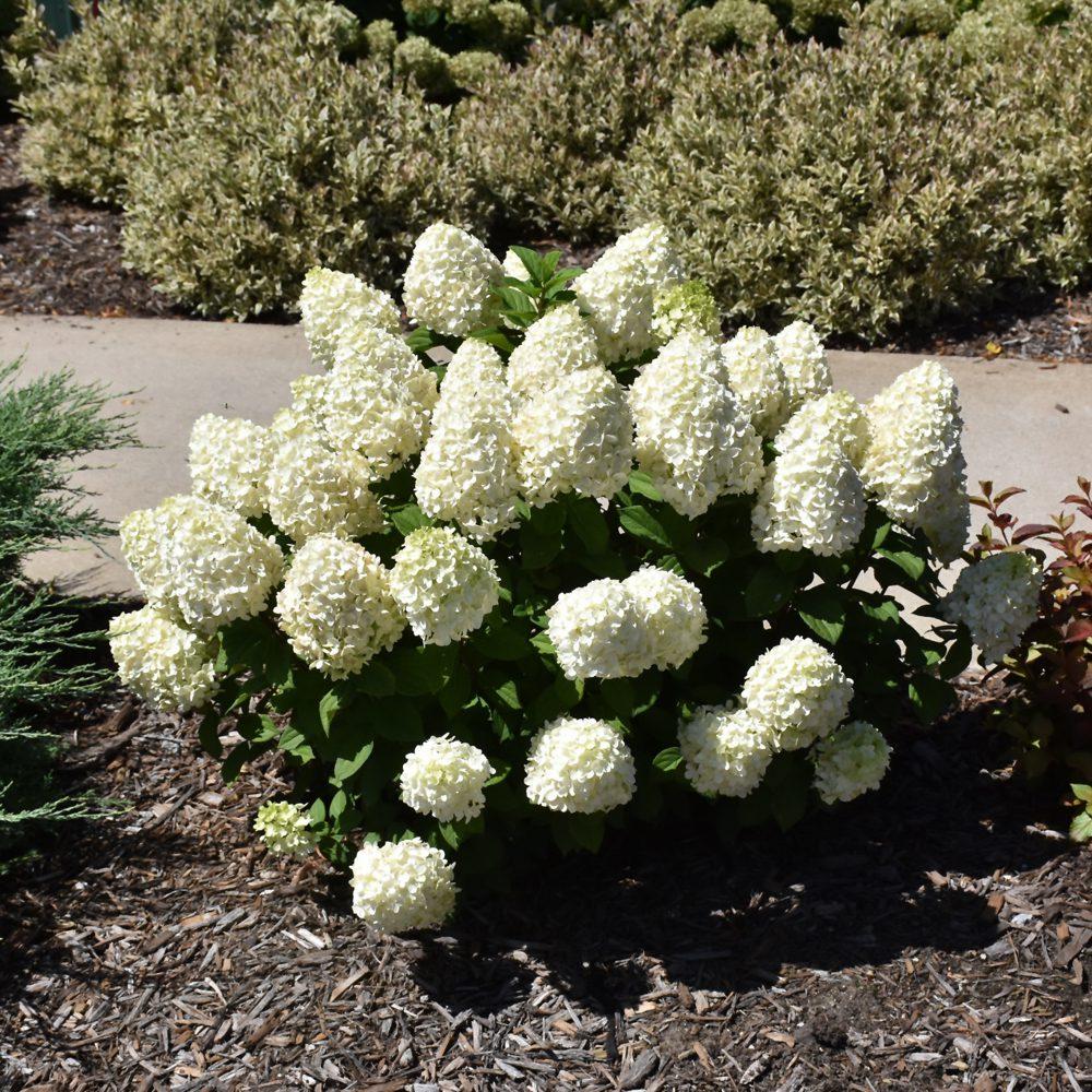 Hydrangea Paniculata 'little Lime' - View 37 from www redcrocus com