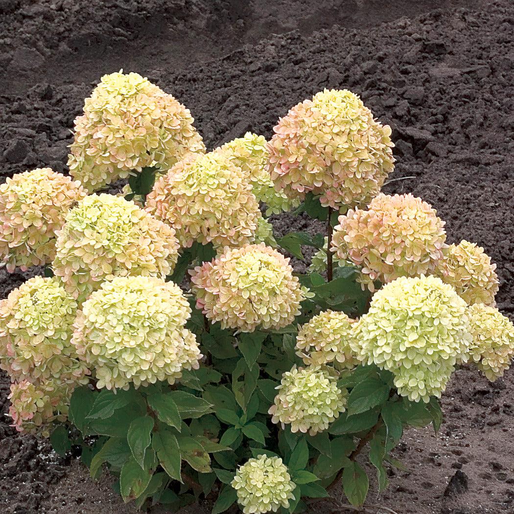 Hydrangea Paniculata 'little Lime' - View 38 from www redcrocus com